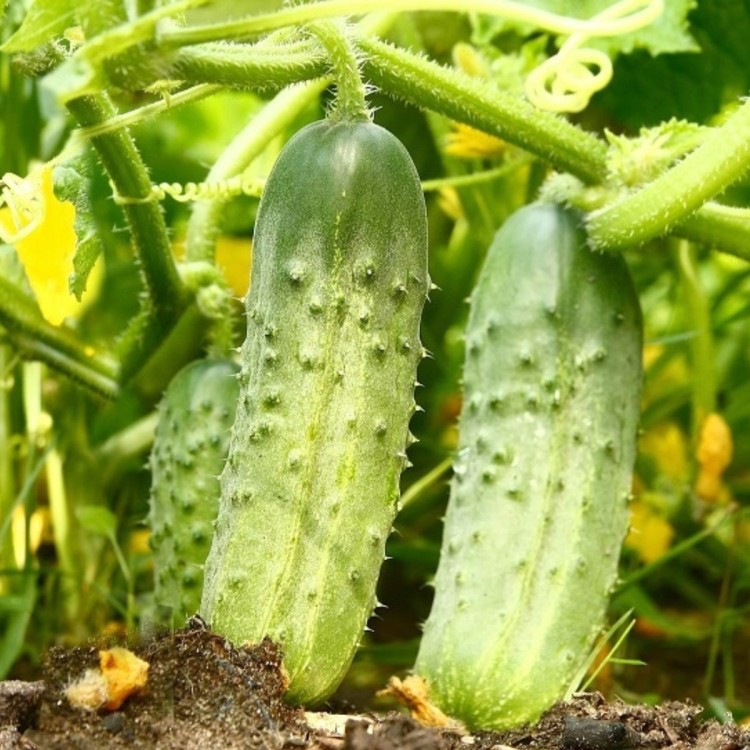 Ogórki 5kg